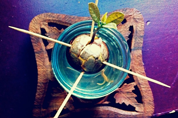 Kako zasaditi i gajiti avokado u kući