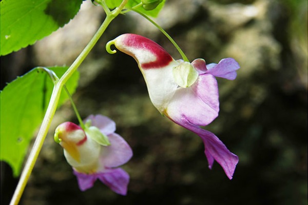 Orhideje sa dva lica