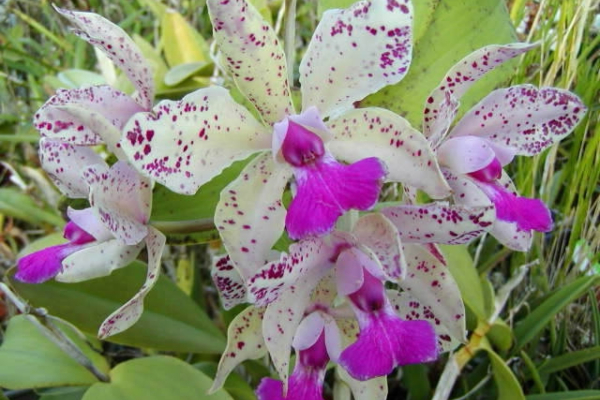 Kako da bezbedno presadite orhideje