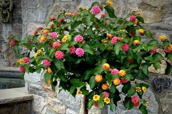  Najlepše cveće za vašu urbanu oazu na terasi