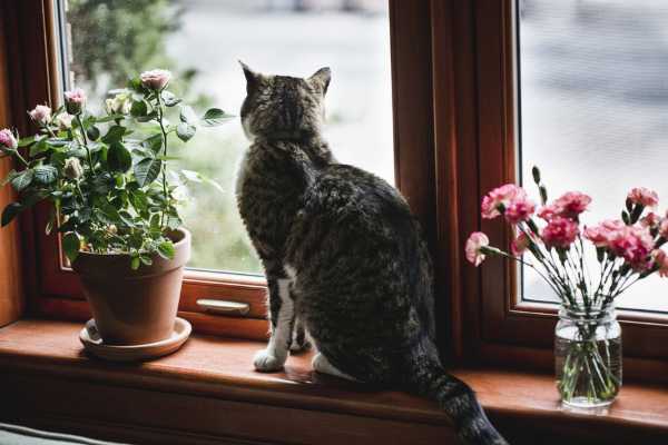 Biljke i mačke: 7 pravila preživljavanja 