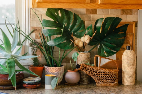 Biljke kojima je mesto u vašoj kuhinji