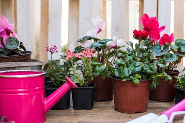 Koje cveće može da raste na balkonu zimi: 5 šarenih predloga