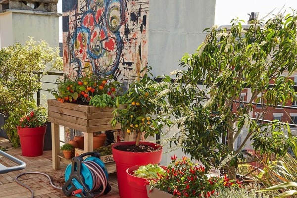 5 biljki koje su idealne za vaš balkon