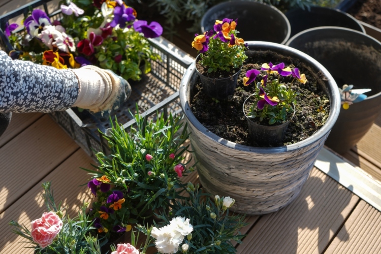 Jednostavni načini za bolje raspoređivanje omiljenih biljaka u bašti