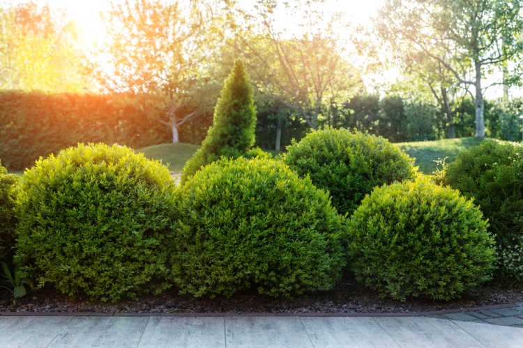 5 najboljih zimzelenih grmova za vaše dvorište