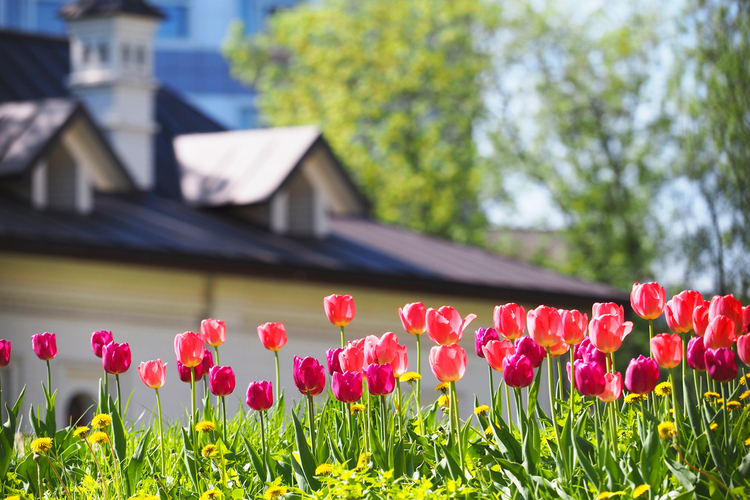 Šta obavezno morate uraditi u svom dvorištu i bašti ovog proleća?