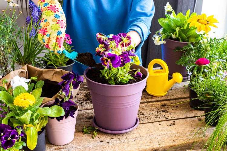 5 najboljih biljaka koje ovog proleća i leta jednostavno morate imati na svom balkonu i terasi