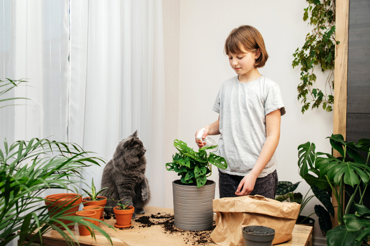 sobne-biljke-bezbedne-za-decu-kucne-ljubimce.jpg