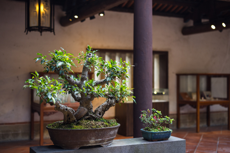 Bonsai drvo