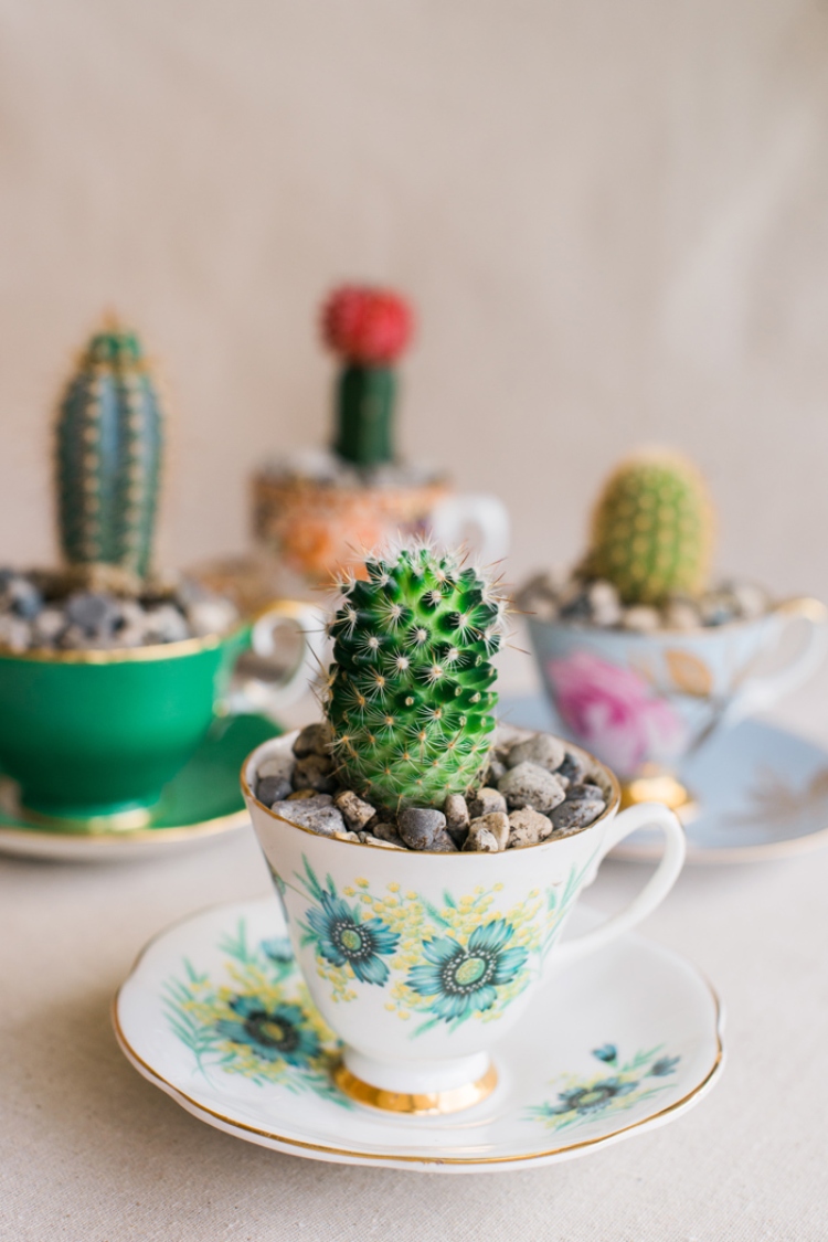 Kaktus u šoljici čaja je idealan poklon za nekog ko je izdržljiv, strpljiv i uporan