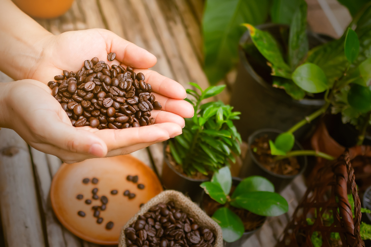 Talog kafe je najbolje koristiti kao kompost za rast biljaka