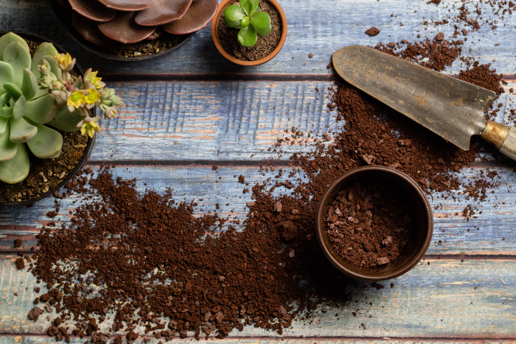 Talog kafe je najbolje koristiti kao kompost za rast biljaka