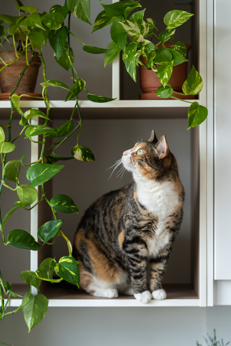 Radoznala mačka gleda u biljku Potos koja stoji na polici