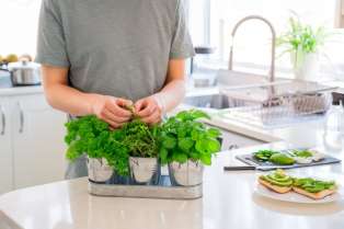 Feng Šui vas savetuje kako da koristite biljke u kuhinji