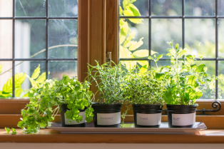 Jednostavno a praktično: napravite sami svoj "prozor" za biljke u kuhinji