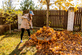Bašta i dvorište u novembru: konačna priprema za hladnije dane