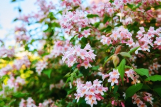 6 mirisnih grmova za vaš vrt
