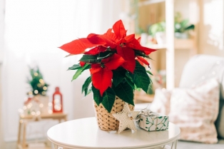 Poinsetija (Božićna zvezda) - kako je negovati da cveta što duže