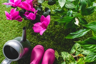 10 lepih ružičastih cvetova za vašu baštu