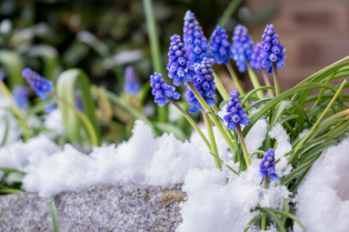 Cveće otporno na mraz: kako ulepšati dvorište tokom hladnih meseci?