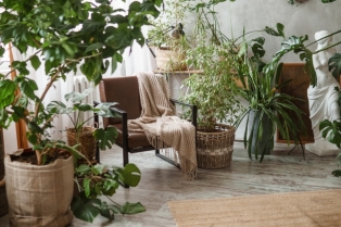 5 biljaka koje plešu noću – unesite misterioznu magiju u svoj dom ove jeseni