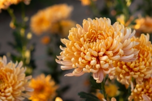 Unikatna lepota impresivnih hrizantema