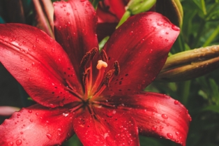 Ovo je tajna cvetanja amarilisa koju stručnjaci ne žele da znate!