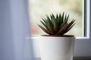 Viralni trik sa alu-folijom koji tera aloju da cveta kao luda