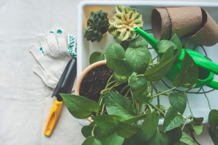 Trik sa kuhinjskim ubrusom koji čini da biljke rastu brže nego ikad