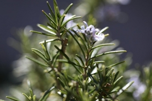 Aromatična biljka koja preživljava bez vode i transformiše vašu terasu svojim trajnim mirisom