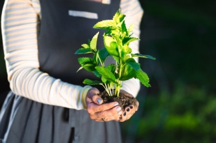 Šta posaditi u aprilu: 5 biljaka koje unose boju na terasu i u baštu