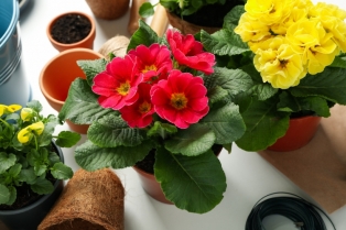 Biljka koja je smatrana staromodnom sada se ponovo vraća na balkone