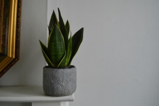 Zašto se toalet-papir stavlja u saksiju sa sanseverijom? Mali trik koji pravi veliku razliku