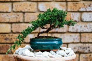 Bonsai ne prašta greške: Ovo je jedino mesto u kući gde zaista uspeva