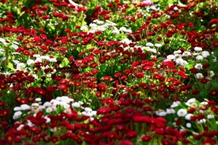 Višegodišnja biljka koju vredi posaditi u martu za vrt prepun cvetova