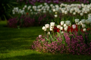 Tri biljke koje će, ako ih posadite u martu, ispuniti vašu baštu bojama
