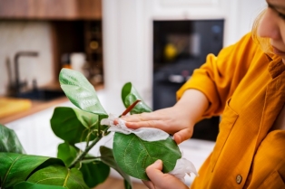 Kako da listovi vaših sobnih biljaka zablistaju: jednostavan vodič za negu